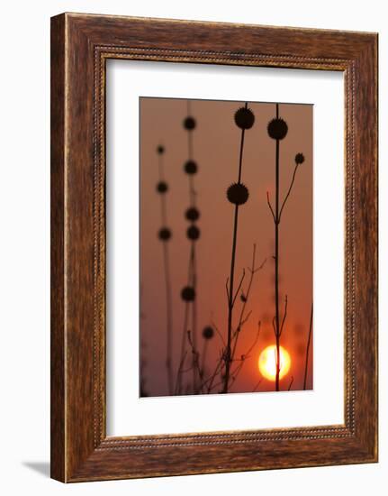 Okavango Delta, Botswana. Africa. Thistles at Sunset-Janet Muir-Framed Photographic Print