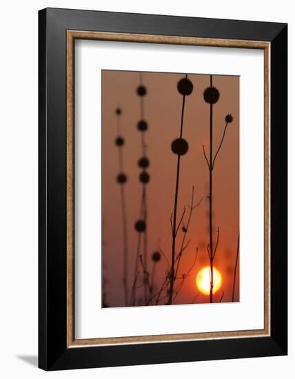 Okavango Delta, Botswana. Africa. Thistles at Sunset-Janet Muir-Framed Photographic Print