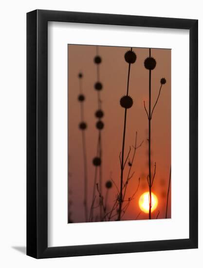 Okavango Delta, Botswana. Africa. Thistles at Sunset-Janet Muir-Framed Photographic Print