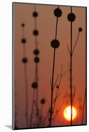 Okavango Delta, Botswana. Africa. Thistles at Sunset-Janet Muir-Mounted Photographic Print