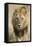 Okavango Delta, Botswana. Close-up of a Male Lion Approaching Head On-Janet Muir-Framed Premier Image Canvas