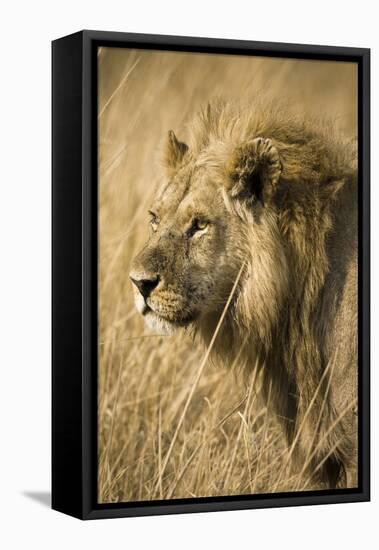 Okavango Delta, Botswana. Close-up of a Male Lion. Profile-Janet Muir-Framed Premier Image Canvas