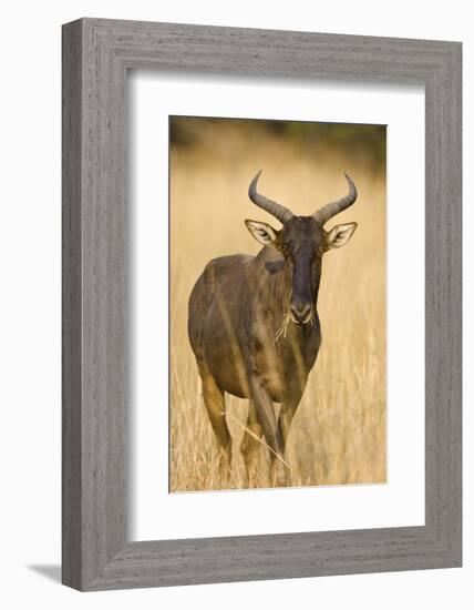 Okavango Delta, Botswana. Close-up of Common Tsessebe-Janet Muir-Framed Photographic Print