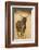 Okavango Delta, Botswana. Close-up of Common Tsessebe-Janet Muir-Framed Photographic Print