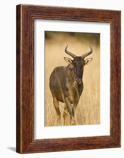 Okavango Delta, Botswana. Close-up of Common Tsessebe-Janet Muir-Framed Photographic Print