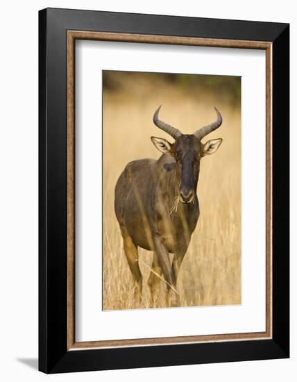 Okavango Delta, Botswana. Close-up of Common Tsessebe-Janet Muir-Framed Photographic Print