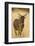 Okavango Delta, Botswana. Close-up of Common Tsessebe-Janet Muir-Framed Photographic Print