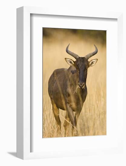 Okavango Delta, Botswana. Close-up of Common Tsessebe-Janet Muir-Framed Photographic Print