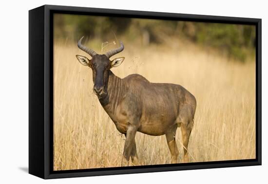 Okavango Delta, Botswana. Close-up of Common Tsessebe-Janet Muir-Framed Premier Image Canvas