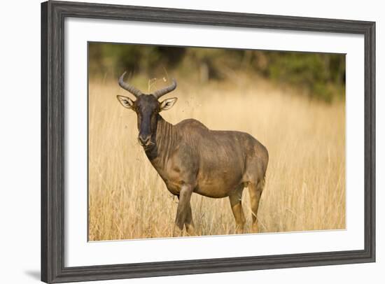 Okavango Delta, Botswana. Close-up of Common Tsessebe-Janet Muir-Framed Photographic Print