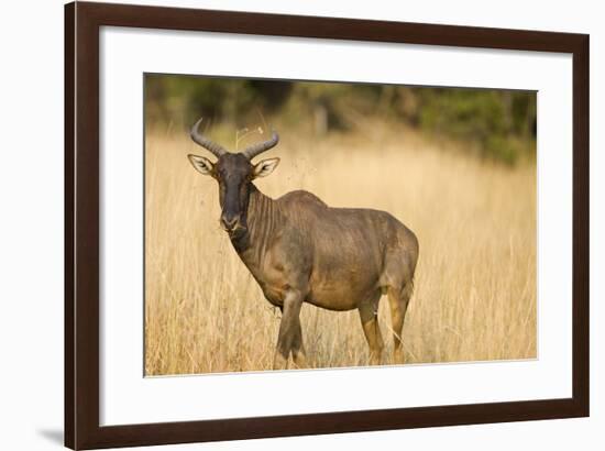 Okavango Delta, Botswana. Close-up of Common Tsessebe-Janet Muir-Framed Photographic Print