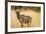 Okavango Delta, Botswana. Close-up of Common Tsessebe-Janet Muir-Framed Photographic Print