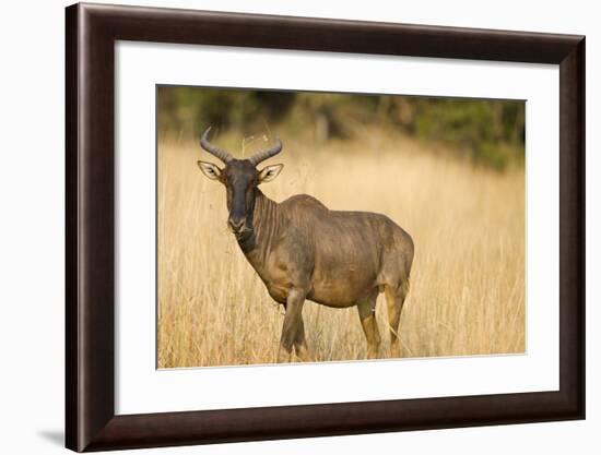 Okavango Delta, Botswana. Close-up of Common Tsessebe-Janet Muir-Framed Photographic Print