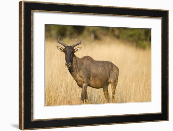 Okavango Delta, Botswana. Close-up of Common Tsessebe-Janet Muir-Framed Photographic Print