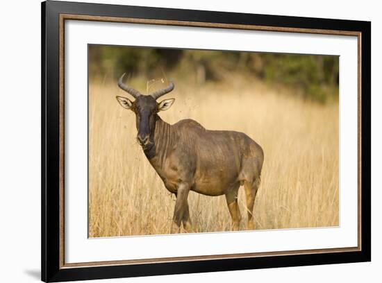 Okavango Delta, Botswana. Close-up of Common Tsessebe-Janet Muir-Framed Photographic Print