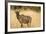 Okavango Delta, Botswana. Close-up of Common Tsessebe-Janet Muir-Framed Photographic Print