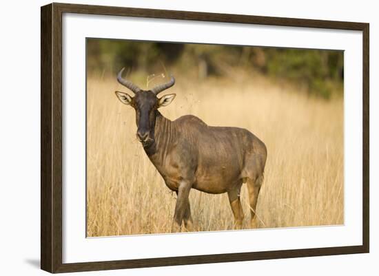 Okavango Delta, Botswana. Close-up of Common Tsessebe-Janet Muir-Framed Photographic Print