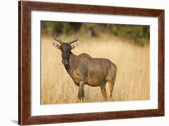 Okavango Delta, Botswana. Close-up of Common Tsessebe-Janet Muir-Framed Photographic Print