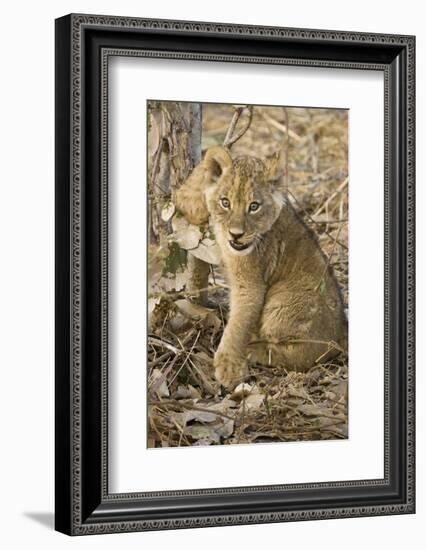 Okavango Delta, Botswana. Close-up of Lion Cub with Paw Stuck in Twigs-Janet Muir-Framed Photographic Print