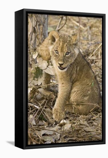 Okavango Delta, Botswana. Close-up of Lion Cub with Paw Stuck in Twigs-Janet Muir-Framed Premier Image Canvas