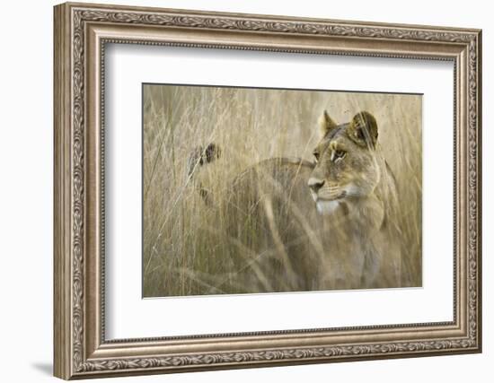 Okavango Delta, Botswana. Close-up of Lion Standing in Tall Grass-Janet Muir-Framed Photographic Print