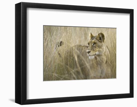 Okavango Delta, Botswana. Close-up of Lion Standing in Tall Grass-Janet Muir-Framed Photographic Print