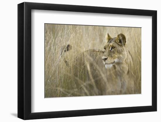 Okavango Delta, Botswana. Close-up of Lion Standing in Tall Grass-Janet Muir-Framed Photographic Print