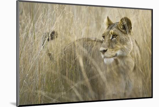 Okavango Delta, Botswana. Close-up of Lion Standing in Tall Grass-Janet Muir-Mounted Photographic Print