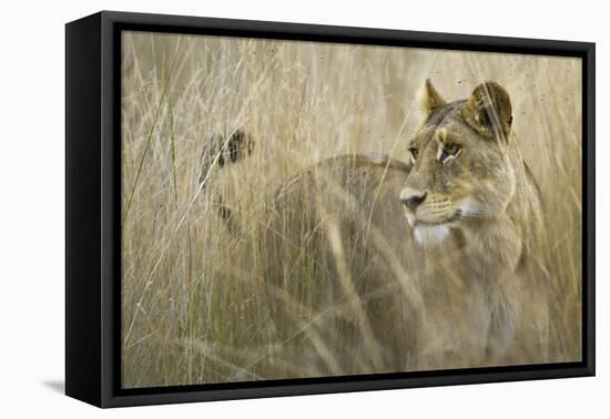 Okavango Delta, Botswana. Close-up of Lion Standing in Tall Grass-Janet Muir-Framed Premier Image Canvas