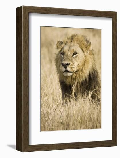 Okavango Delta, Botswana. Close-up of Male Lion-Janet Muir-Framed Photographic Print