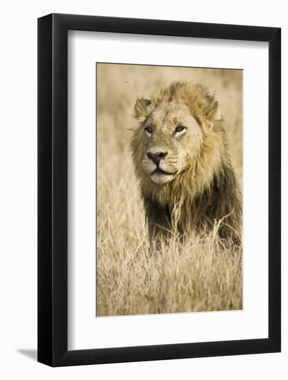 Okavango Delta, Botswana. Close-up of Male Lion-Janet Muir-Framed Photographic Print