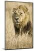 Okavango Delta, Botswana. Close-up of Male Lion-Janet Muir-Mounted Photographic Print