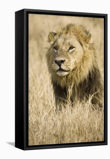 Okavango Delta, Botswana. Close-up of Male Lion-Janet Muir-Framed Premier Image Canvas