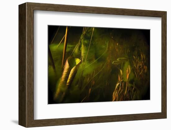 Okavango Robbers (Rhabdalestes Maunensis) Fish Swimming Up The Temporary Selinda Spillway-Neil Aldridge-Framed Photographic Print