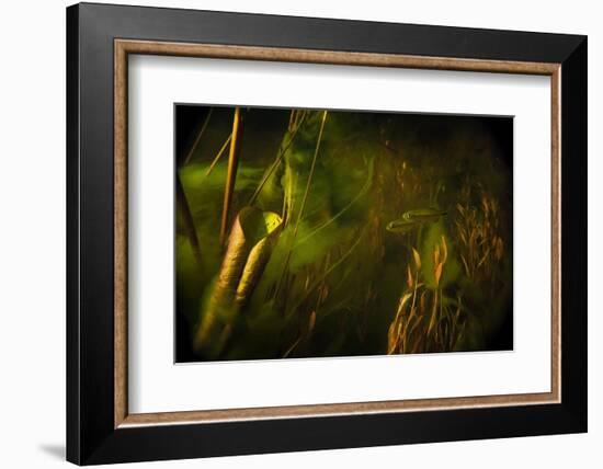 Okavango Robbers (Rhabdalestes Maunensis) Fish Swimming Up The Temporary Selinda Spillway-Neil Aldridge-Framed Photographic Print