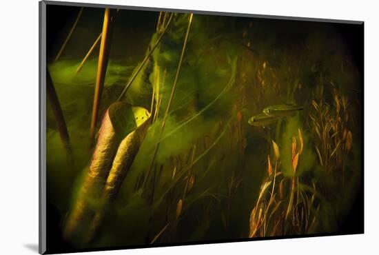 Okavango Robbers (Rhabdalestes Maunensis) Fish Swimming Up The Temporary Selinda Spillway-Neil Aldridge-Mounted Photographic Print