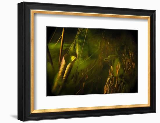 Okavango Robbers (Rhabdalestes Maunensis) Fish Swimming Up The Temporary Selinda Spillway-Neil Aldridge-Framed Photographic Print