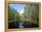 Okefenokee Swamp-James Randklev-Framed Premier Image Canvas