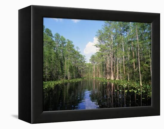 Okefenokee Swamp-James Randklev-Framed Premier Image Canvas