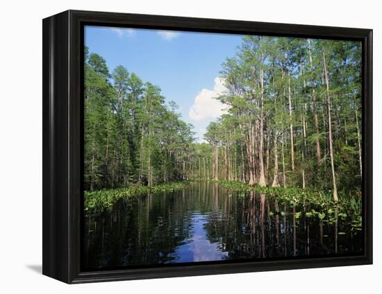 Okefenokee Swamp-James Randklev-Framed Premier Image Canvas