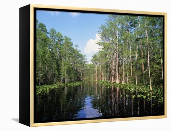 Okefenokee Swamp-James Randklev-Framed Premier Image Canvas