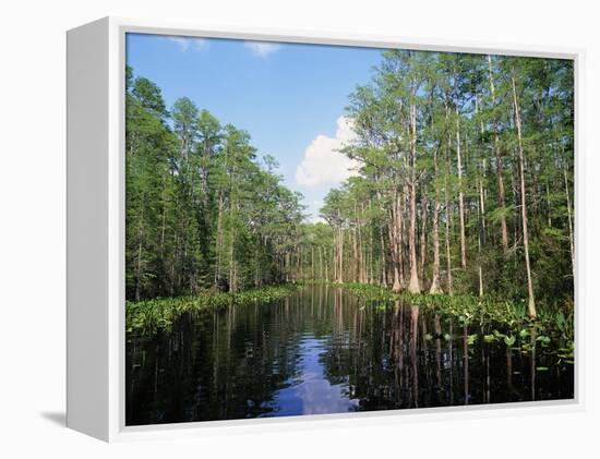 Okefenokee Swamp-James Randklev-Framed Premier Image Canvas