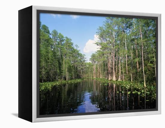 Okefenokee Swamp-James Randklev-Framed Premier Image Canvas