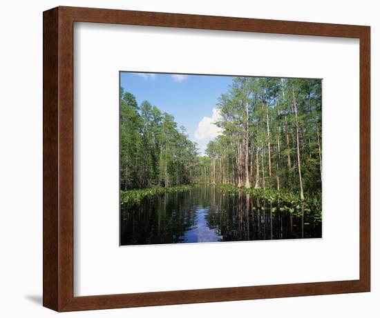 Okefenokee Swamp-James Randklev-Framed Photographic Print