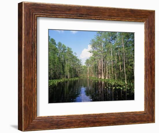 Okefenokee Swamp-James Randklev-Framed Photographic Print