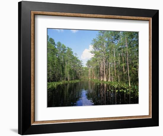 Okefenokee Swamp-James Randklev-Framed Photographic Print