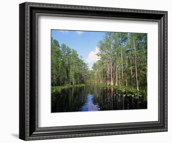 Okefenokee Swamp-James Randklev-Framed Photographic Print