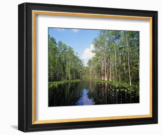 Okefenokee Swamp-James Randklev-Framed Photographic Print