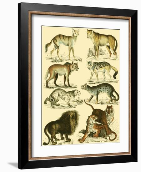 Oken Lion and Tiger-Lorenz Oken-Framed Art Print