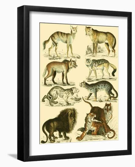 Oken Lion and Tiger-Lorenz Oken-Framed Art Print